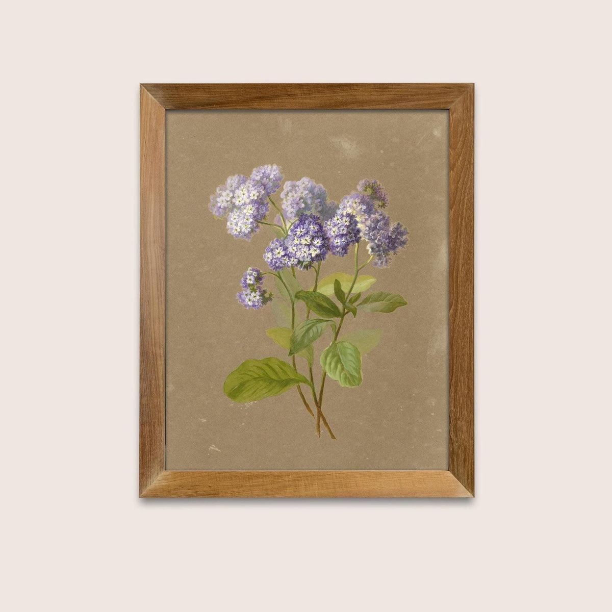 A fine art print of a delicate botanical artwork that features a sprig of purple heliotrope. The print is displayed hanging on the wall in a plain wooden picture frame.