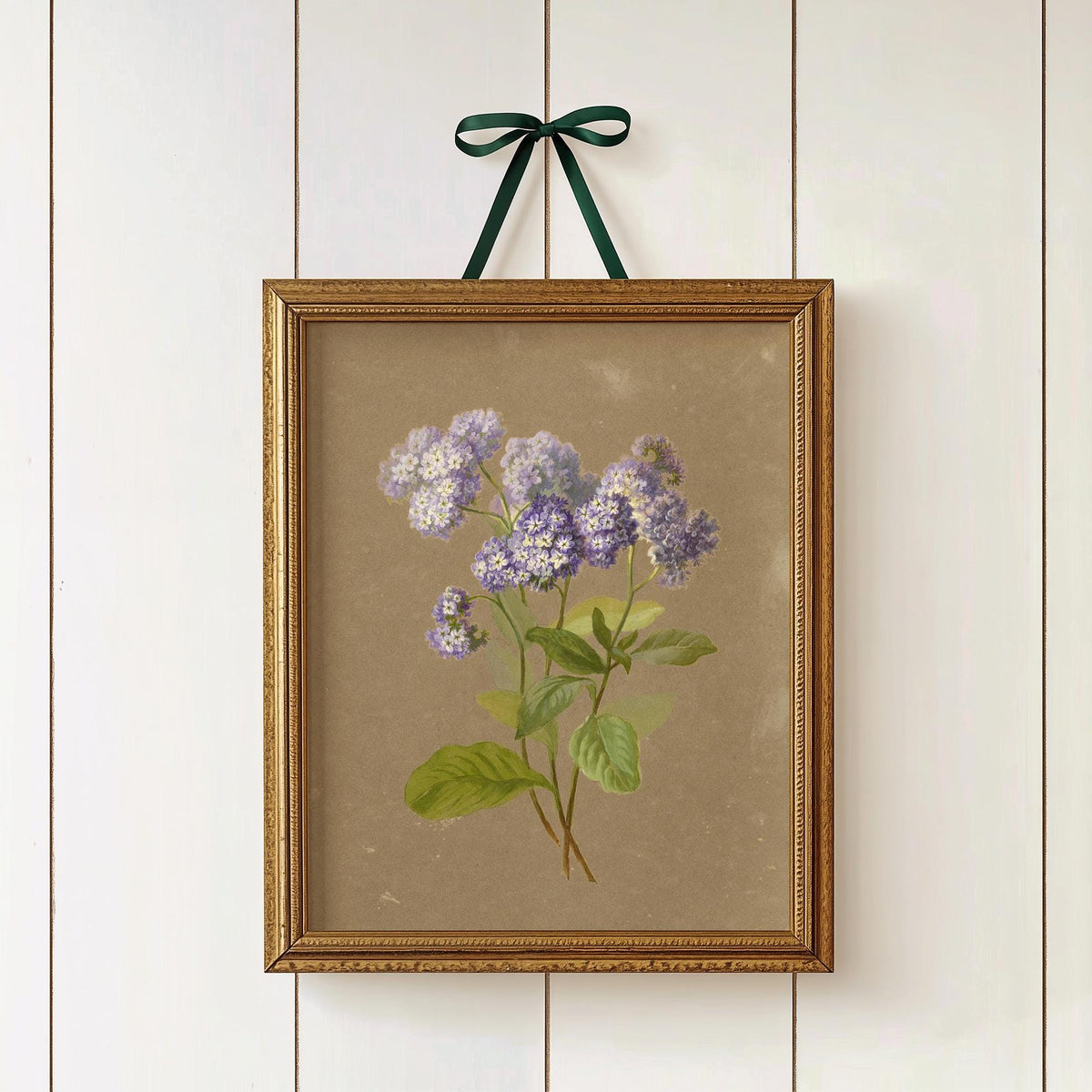 A fine art print of a delicate botanical illustration that features a sprig of purple heliotrope. The print is displayed hanging on a panelled wall in a gold picture frame, hung by a ribbon, tied with a bow.
