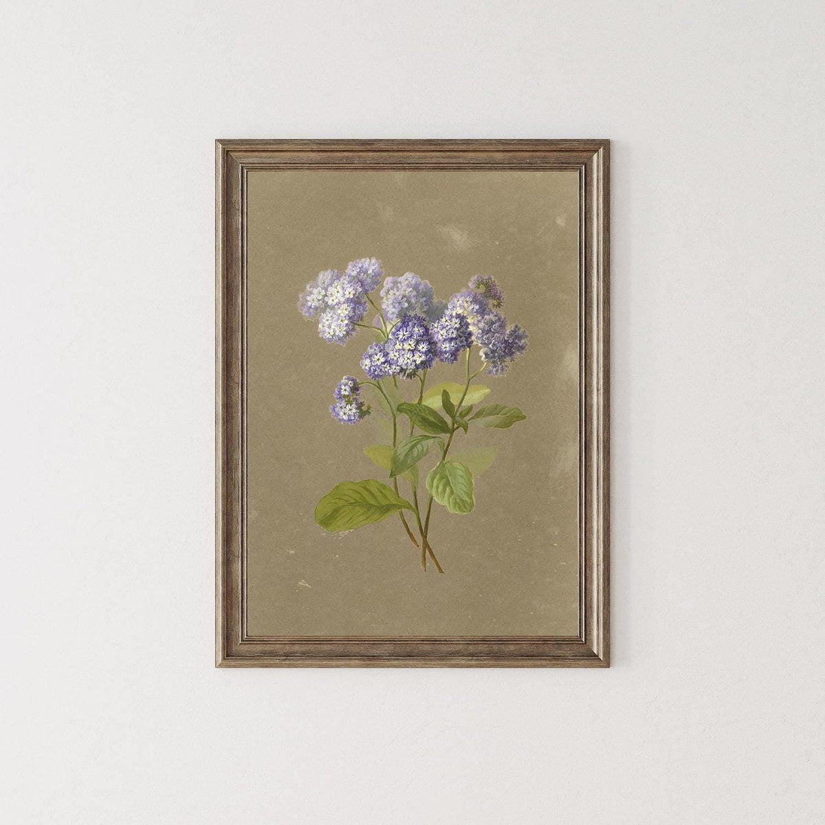 A fine art print of a delicate botanical artwork that features a sprig of purple heliotrope. The print is displayed hanging on a neutral-coloured wall in a wooden picture frame.