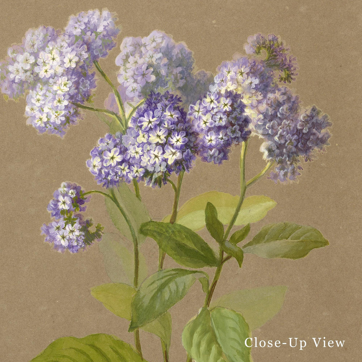 A close-up view of a fine art print of a delicate botanical illustration that features a sprig of purple heliotrope with the text close-up view in the corner.
