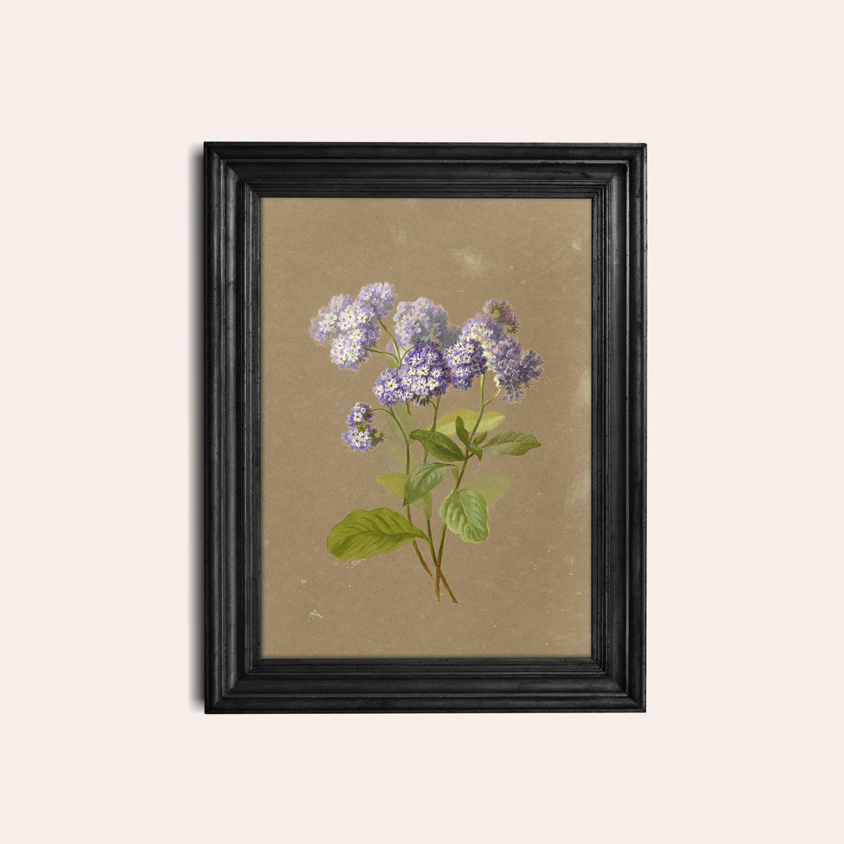 A fine art print of a delicate botanical picture that features a sprig of purple heliotrope. The print is displayed hanging on the wall in a black wooden picture frame.
